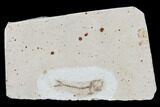 Cretaceous Fossil Fish - Morocco #104400-1